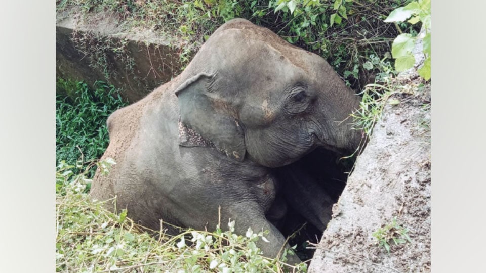 Wild elephant falls into drain; battles for life