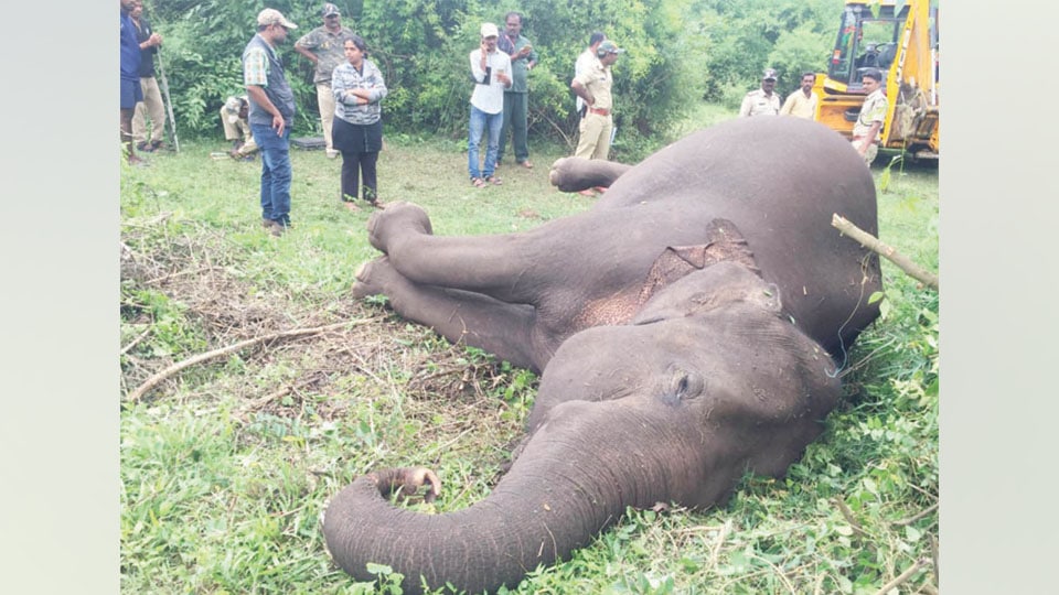 Illegal electric fence kills elephant in H.D. Kote