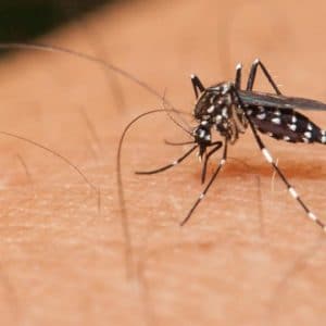 Beware, dengue cases on the rise in district
