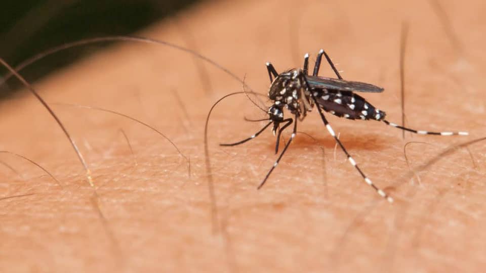 108 dengue cases, two deaths recorded in Mysuru district