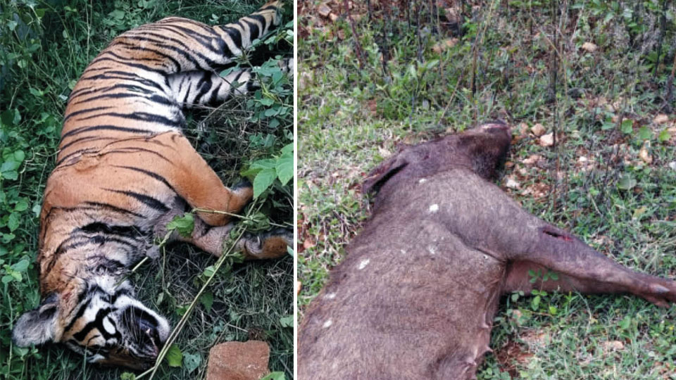 Tiger, wild boar die after fierce battle
