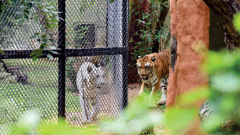International Tiger Day celebrated at Mysuru Zoo: Visitors educated on tiger conservation