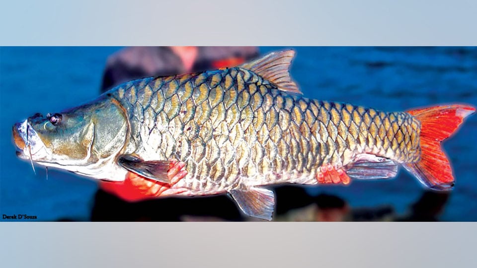 Mahseer may get ‘State Fish’, Honey Bee ‘State Insect’ tags