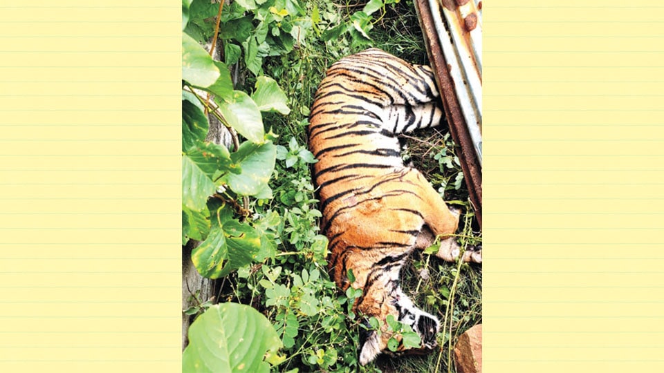 Tigress run over by speeding vehicle, confirms post-mortem