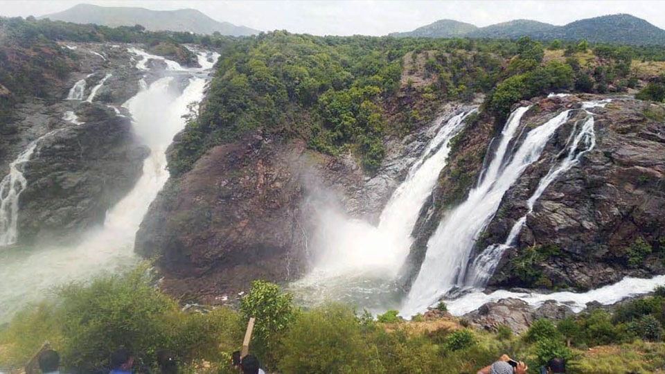 Waterfalls Calling! : Visitors throng Gaganachukki, Barachukki and Hogenakal Falls
