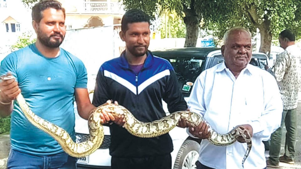 Python rescued at Brindavan Gardens