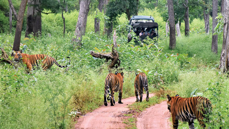 Fearless felines fascinate zoophilists on Global Tiger Day at Nagarahole