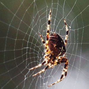 Awareness session on the role of spiders in our ecosystem