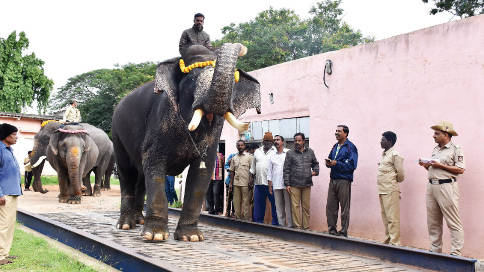 Howdah elephant Arjuna weighs 5,800 kilograms