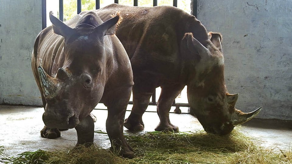Southern White Rhinoceros pair arrives at Mysuru Zoo from Singapore