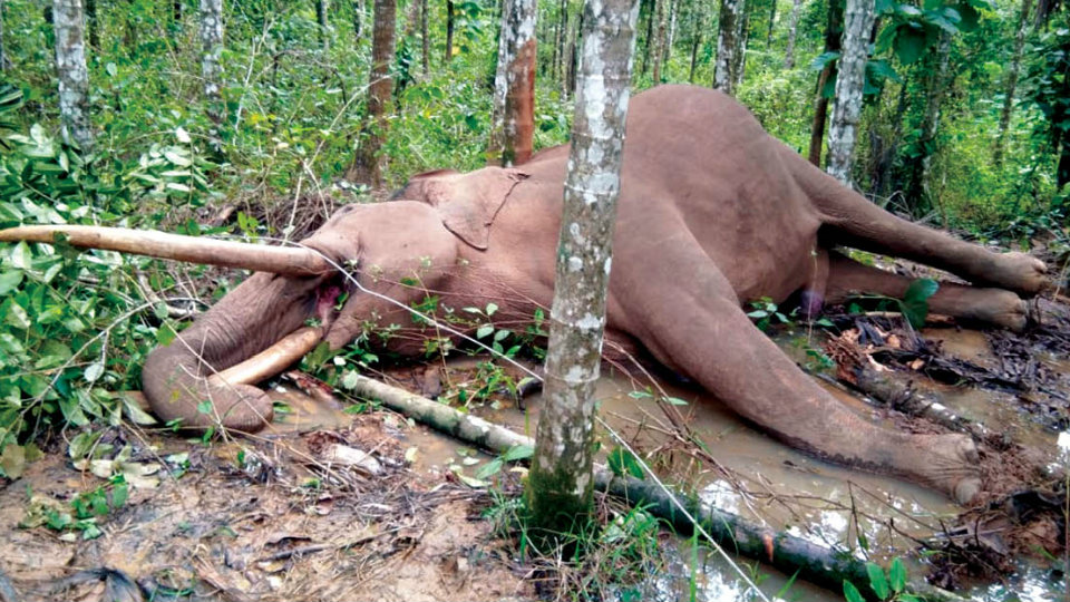 Elephant electrocuted at arecanut plantation