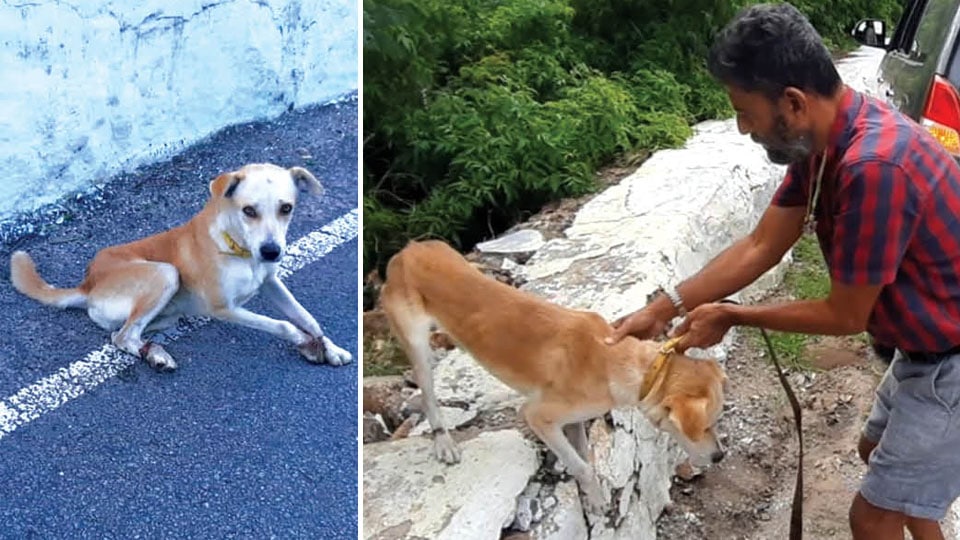 Dog, with its legs tied and left to die on the road, rescued