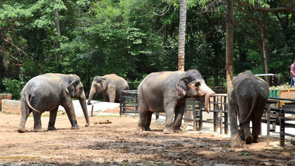 Researchers find symptoms of stress in captive elephants