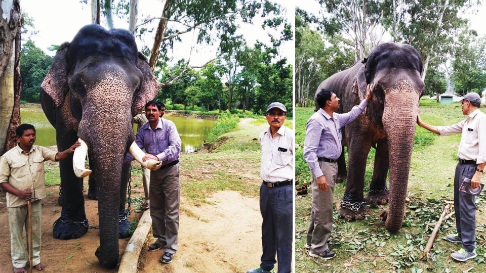 First batch of Dasara elephants likely to arrive around Aug. 20