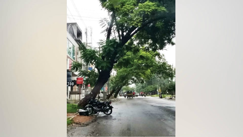 Trees leaning dangerously on Kalidasa Road