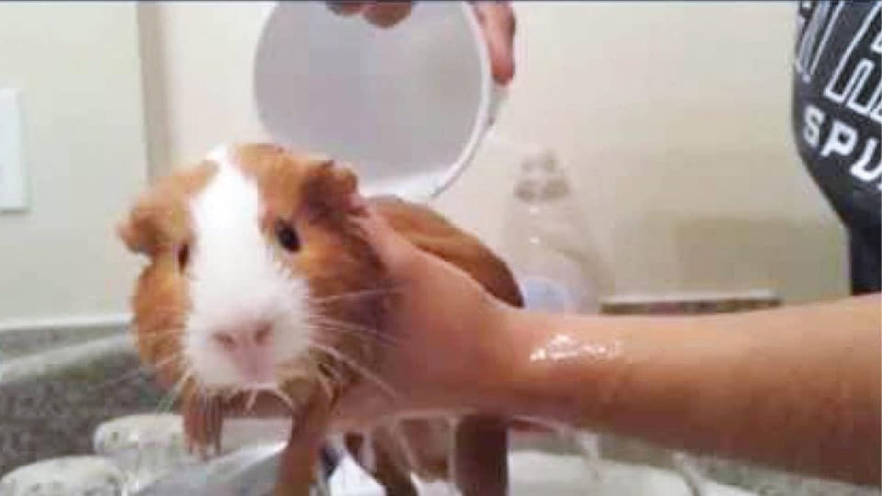can guinea pigs catch colds from humans
