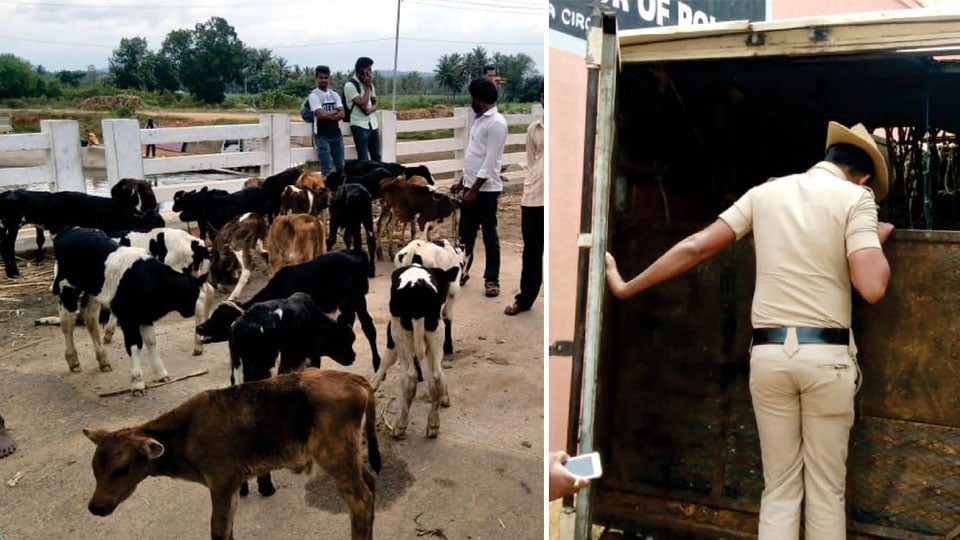 Villagers stop illegal transportation of calves