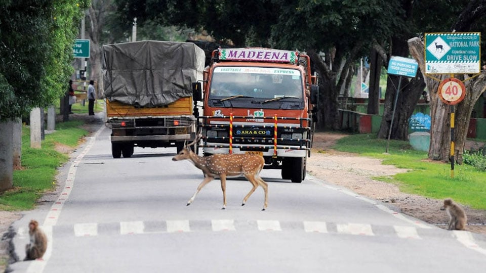 Bandipur Night Traffic Ban will stay, rules Apex Court