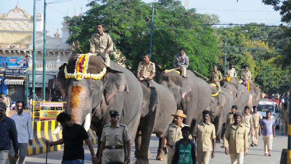 Floods cast shadow on ‘Gajapayana’ of Dasara elephants