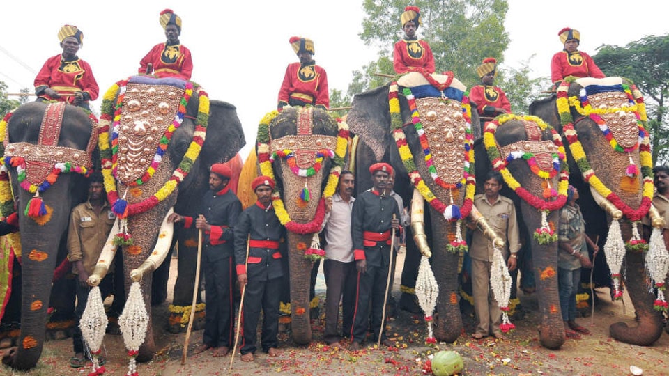 All set for Gajapayana: First batch of six elephants to arrive in city on Aug. 22