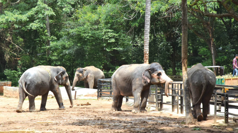 World Elephant Day observed at Zoo