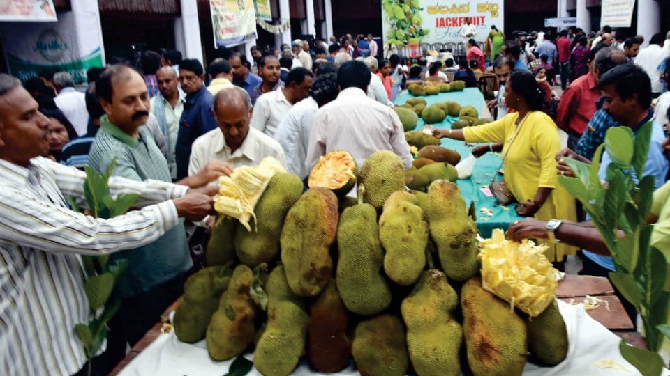 Exotic varieties of ‘Halasina Hannu’ attract visitors at two-day Jackfruit Mela