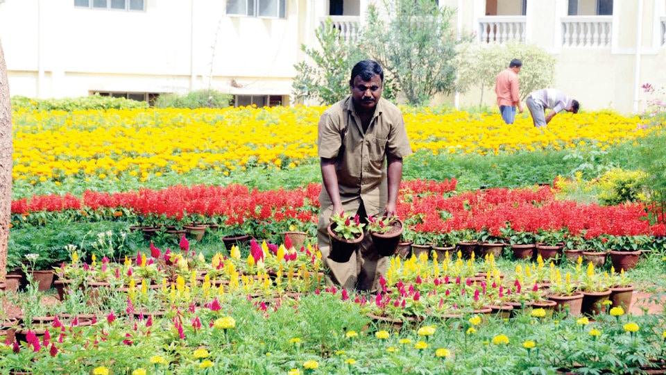 80,000 flower pots ready for Dasara Flower Show