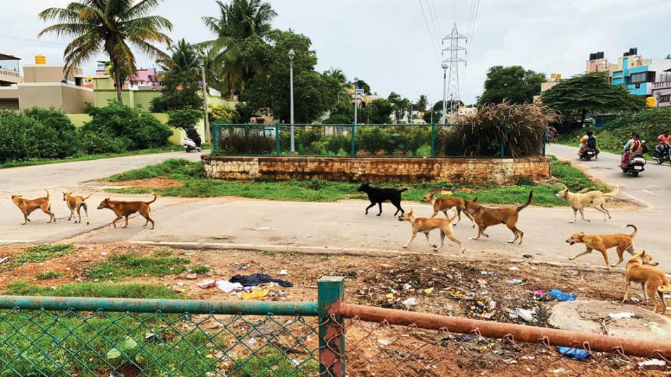 Stray dog menace at Srirampura needs to be addressed