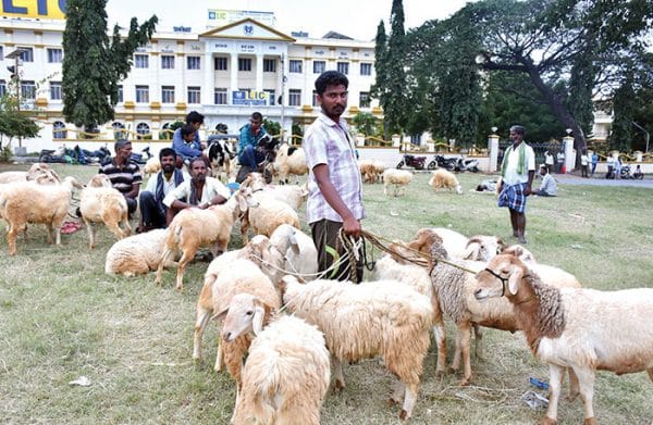 Welcome to Sheep City - Star of Mysore