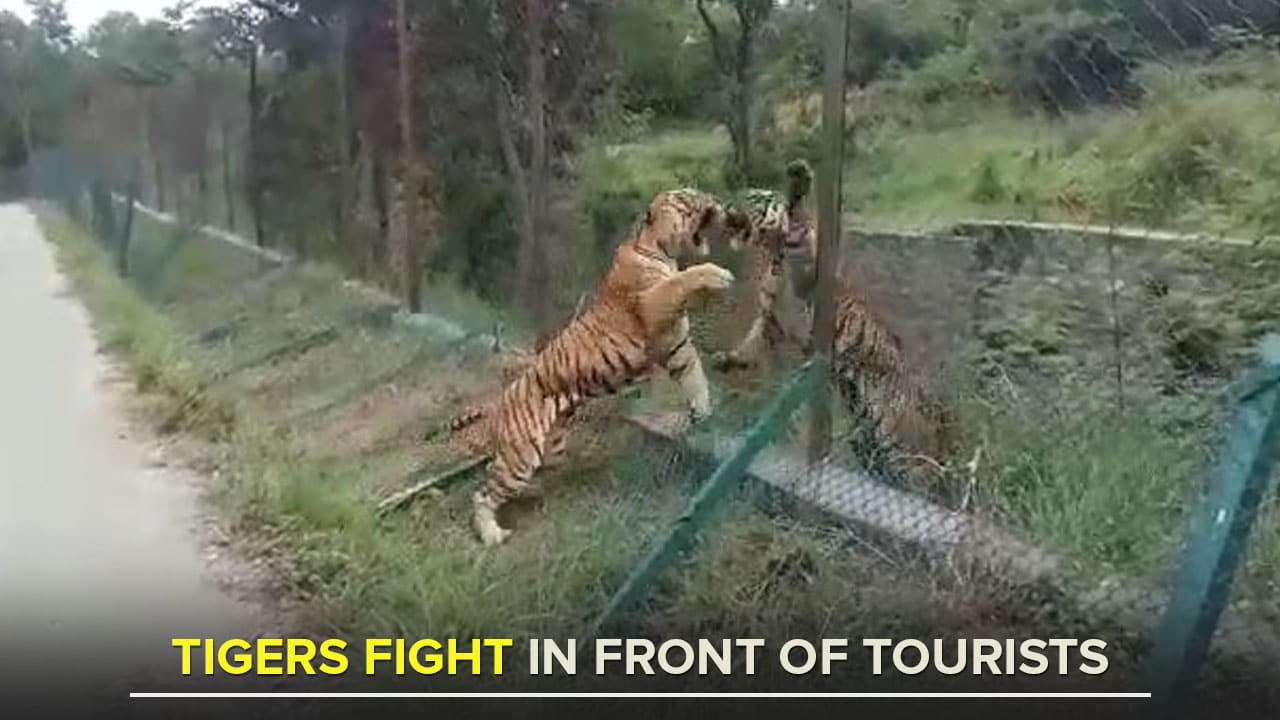 tigers fight in front of touri