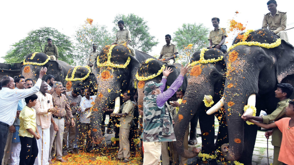 Dasara Jumbos offered puja on Ganesha Chaturthi