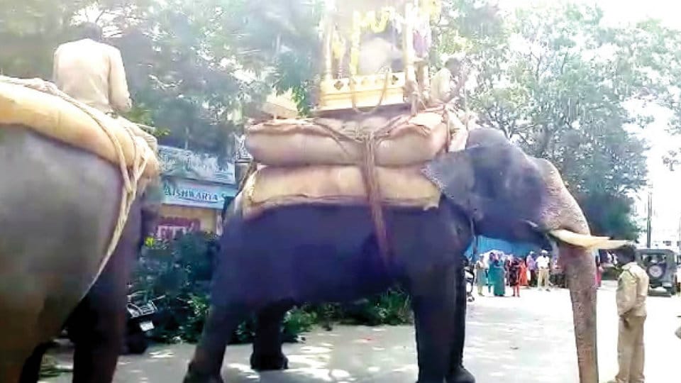 Arjuna in musth, stops on road during rehearsal