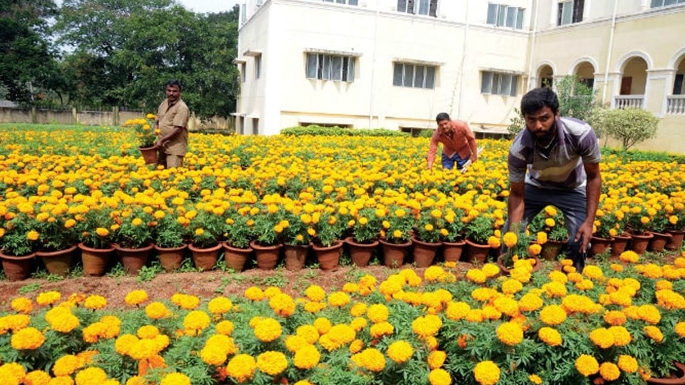 UoM to hold Flower Show at Kukkarahalli Lake from Sept. 30