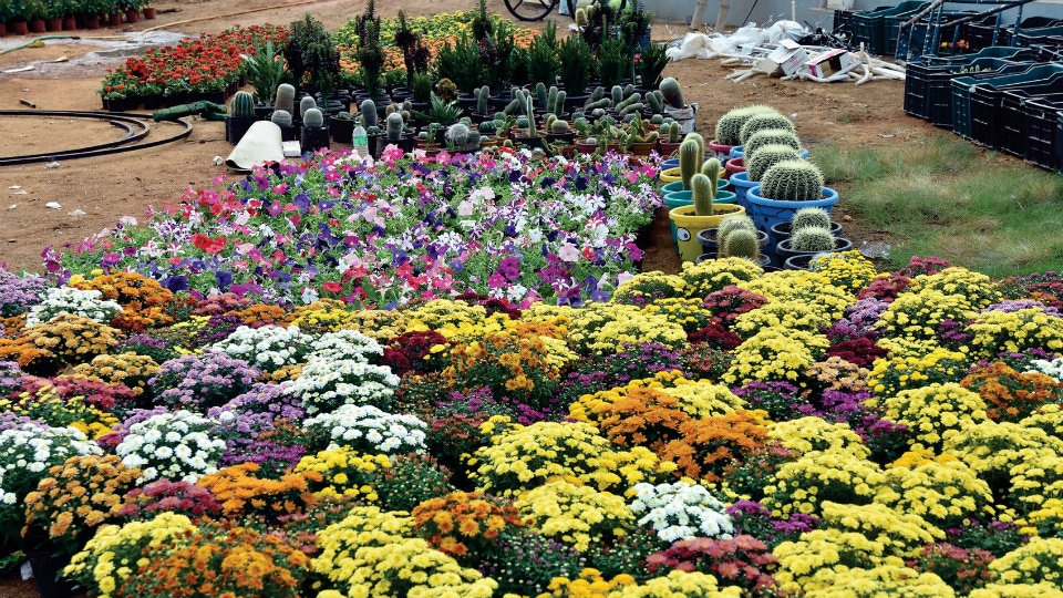 From seeds to blooms All eyes on Dasara Flower Show