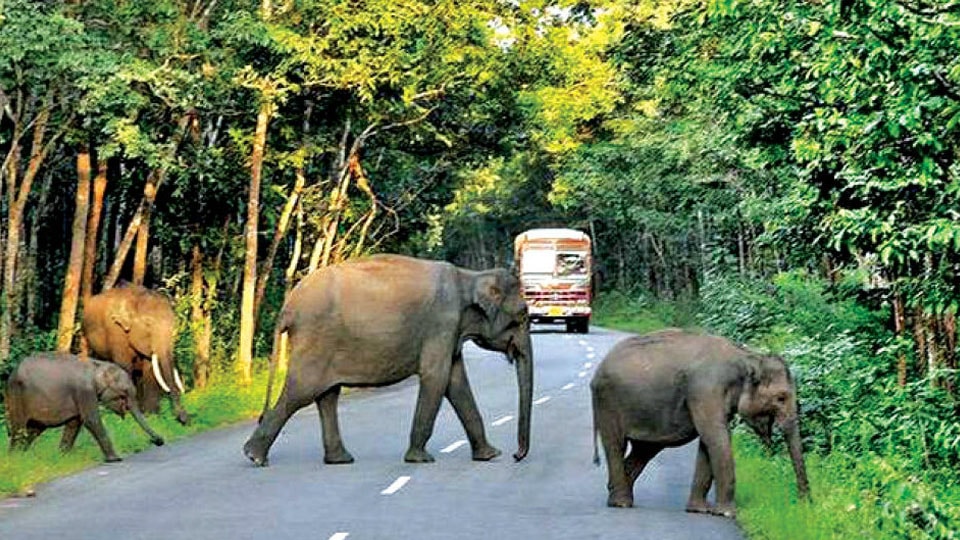 Night traffic ban in Bandipur will stay: Centre to Kerala CM