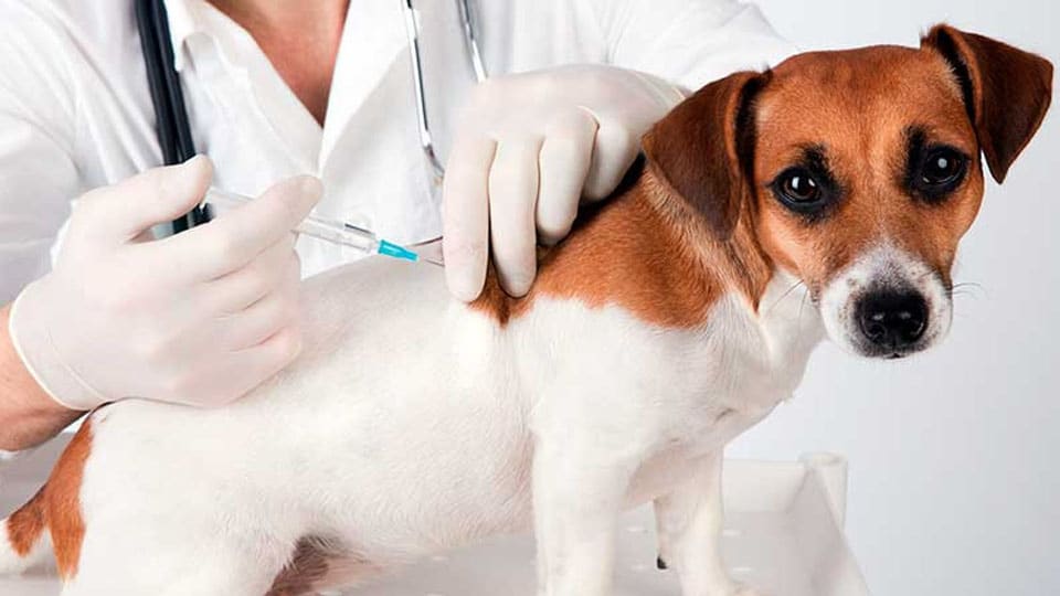 World Rabies Day: PFA conducts  free vaccination camp