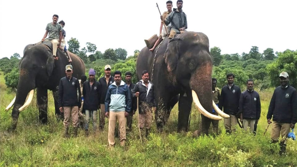 Combing begins for trapping elusive tiger
