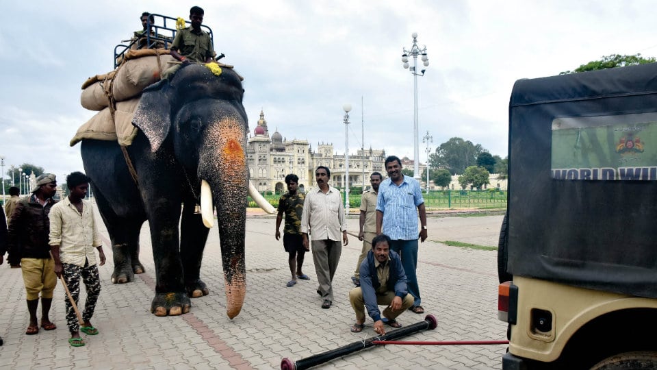 Howdah elephant Arjuna  rehearses with 500 kg sand bags