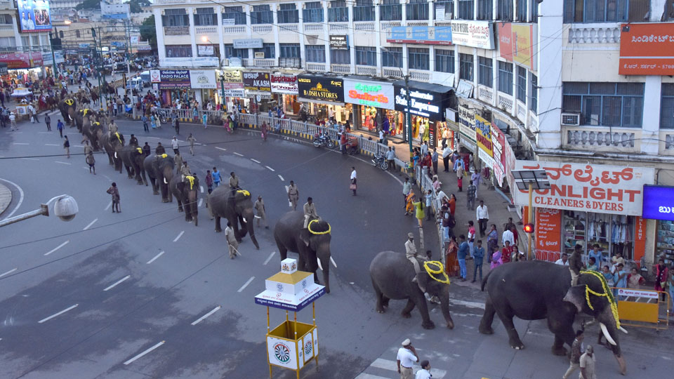 Dasara elephant ‘Eshwara’ likely to be retained for Jumboo Savari