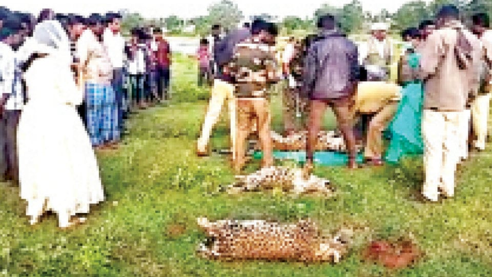 Two cubs among three leopards found dead