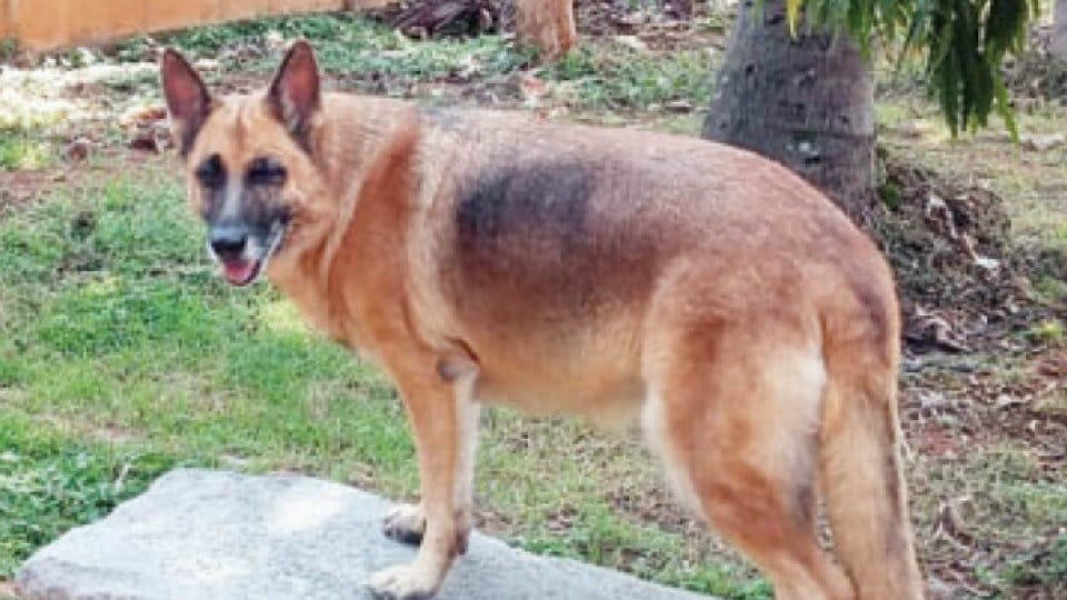 Sweety, the gold medal winner German Shepherd of Dist. Dog Squad passes away