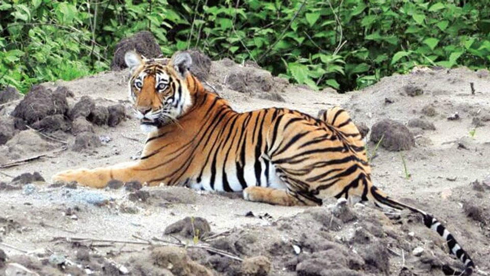 Tiger devours man inside Bandipur Reserve