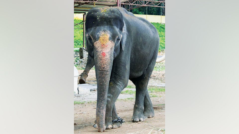 Pregnant ‘Varalakshmi’ not to take part in Jumboo Savari