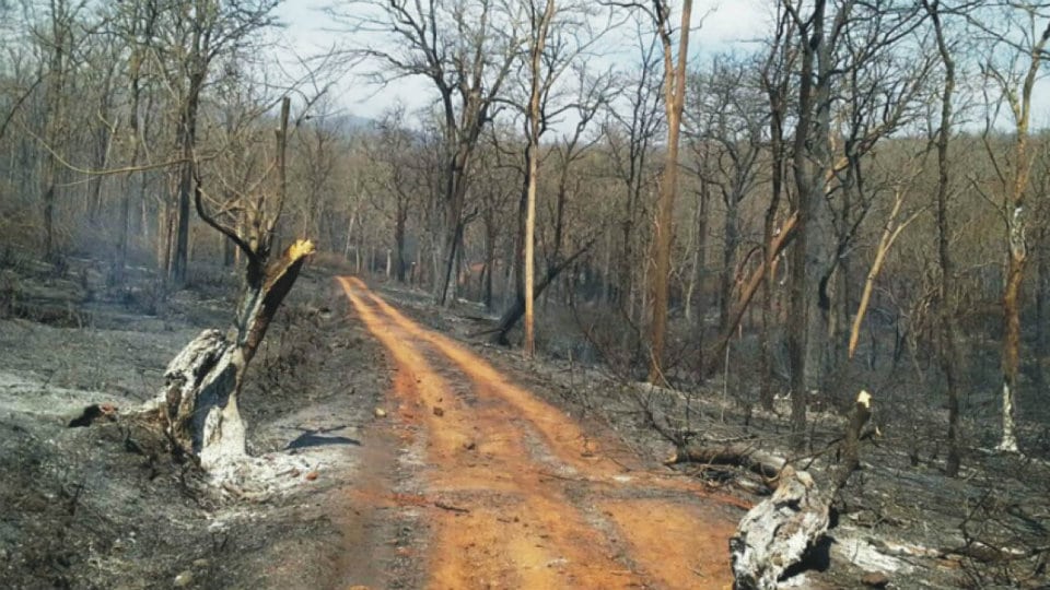 Devastating Bandipur inferno: No action yet on guilty Forest Officers