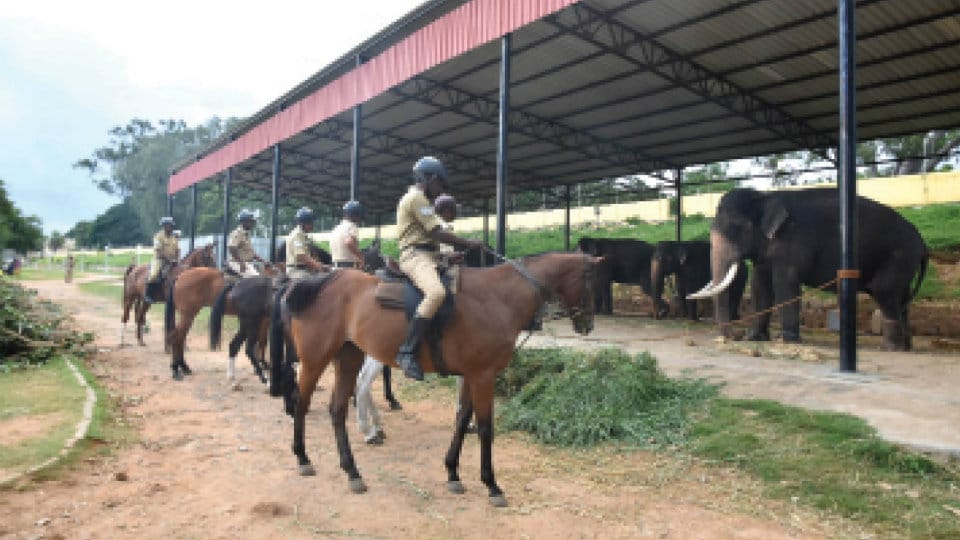 Training commences for Mounted Police
