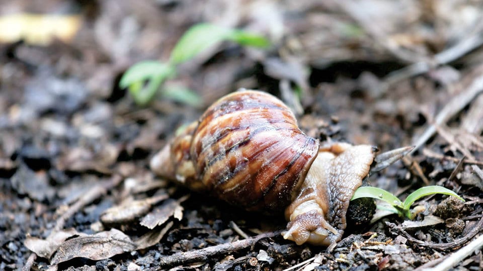 Snails gnaw their way through coffee crop