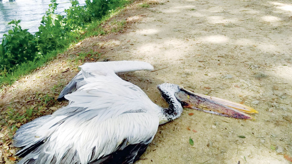 Pelican dies at Kukkarahalli Lake