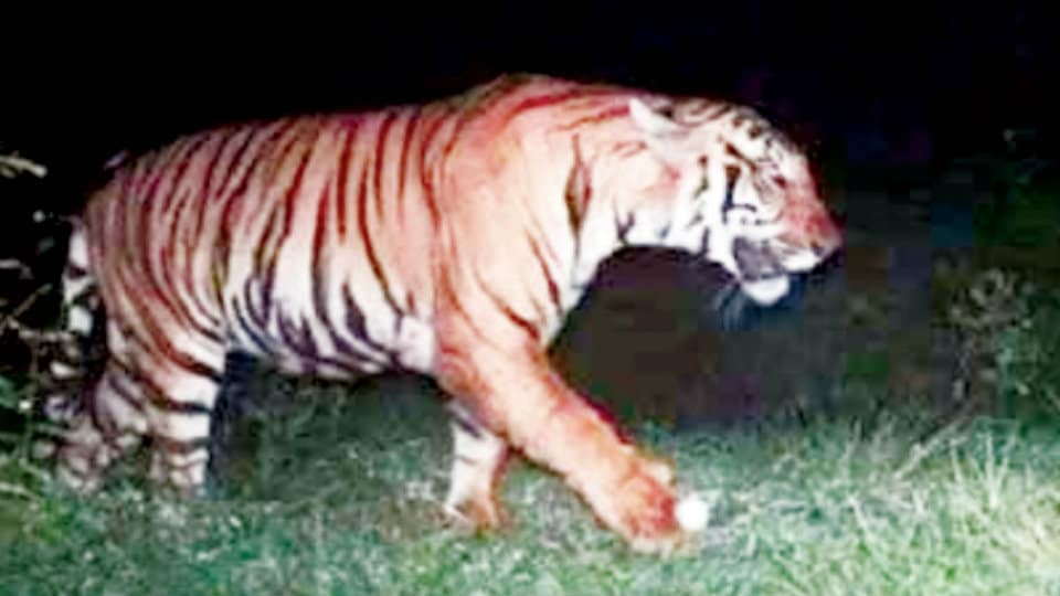 Operation to trap elusive tigress enters fifth day