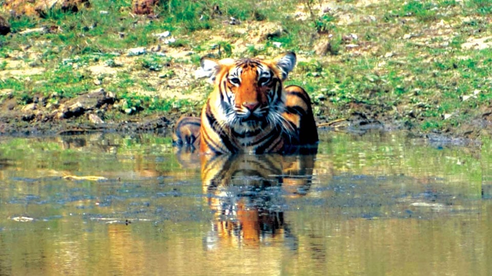From Nagarahole to Bandipur: T-18’s 80-km journey