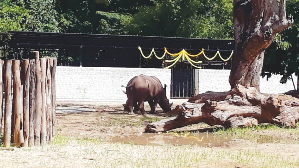 Visitors can now see White Rhinos at Mysuru Zoo
